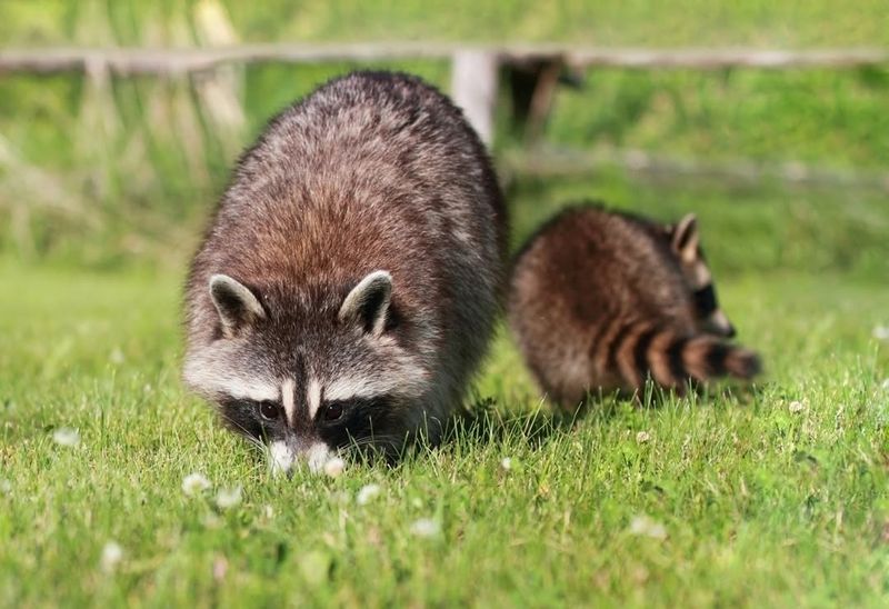 Common Raccoon