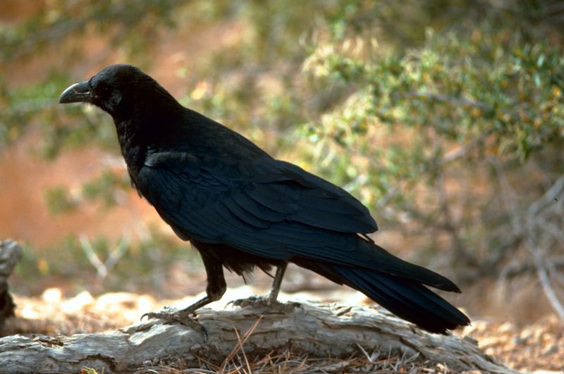 Common Raven in Utah