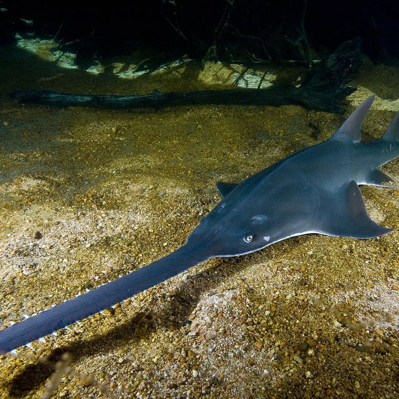 Common Sawfish