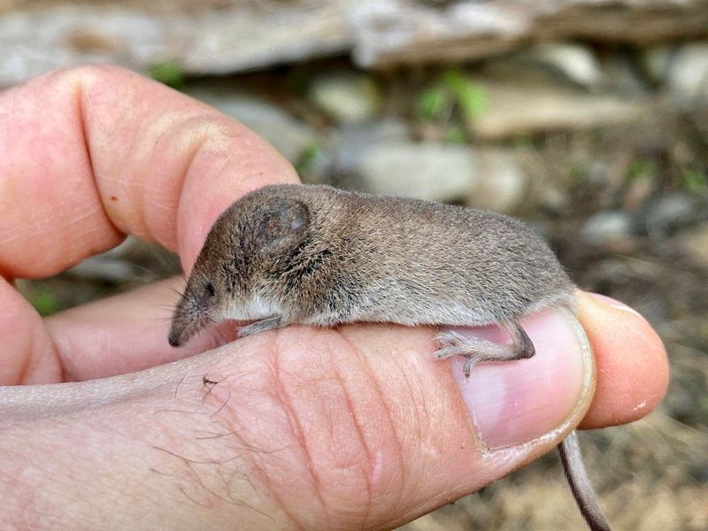 Common Shrew