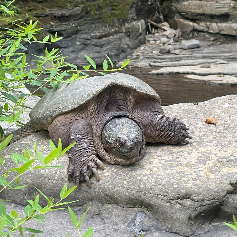 Common Snapping Turtle - New York