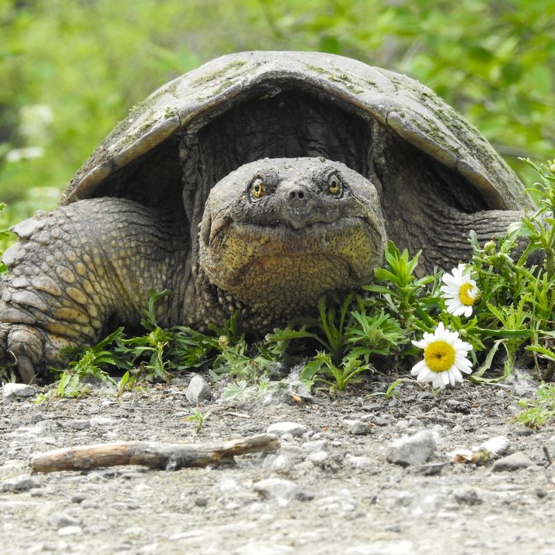 Common Snapping Turtle