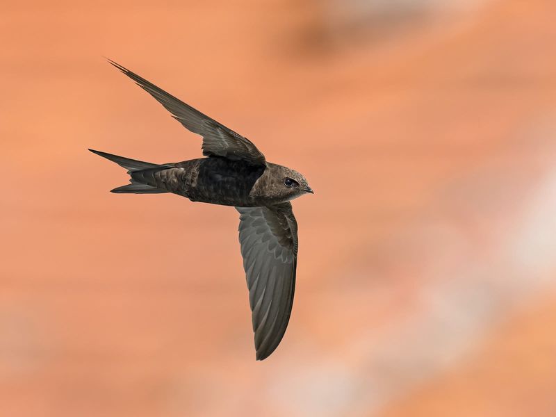 Common Swift