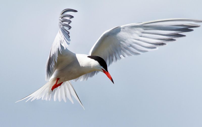 Common Tern