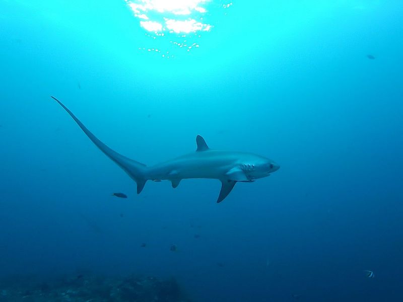 Common Thresher Shark