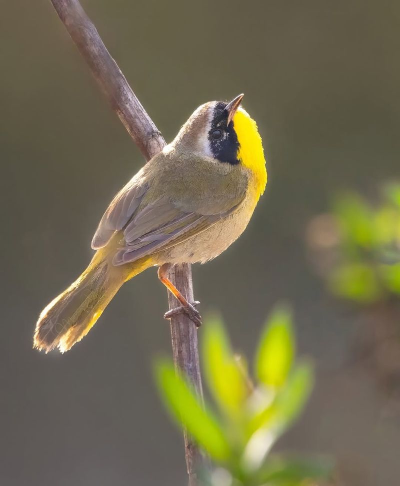 Common Yellowthroat