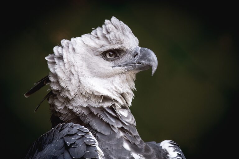 Comparing The 10 World’s Most Massive Eagles