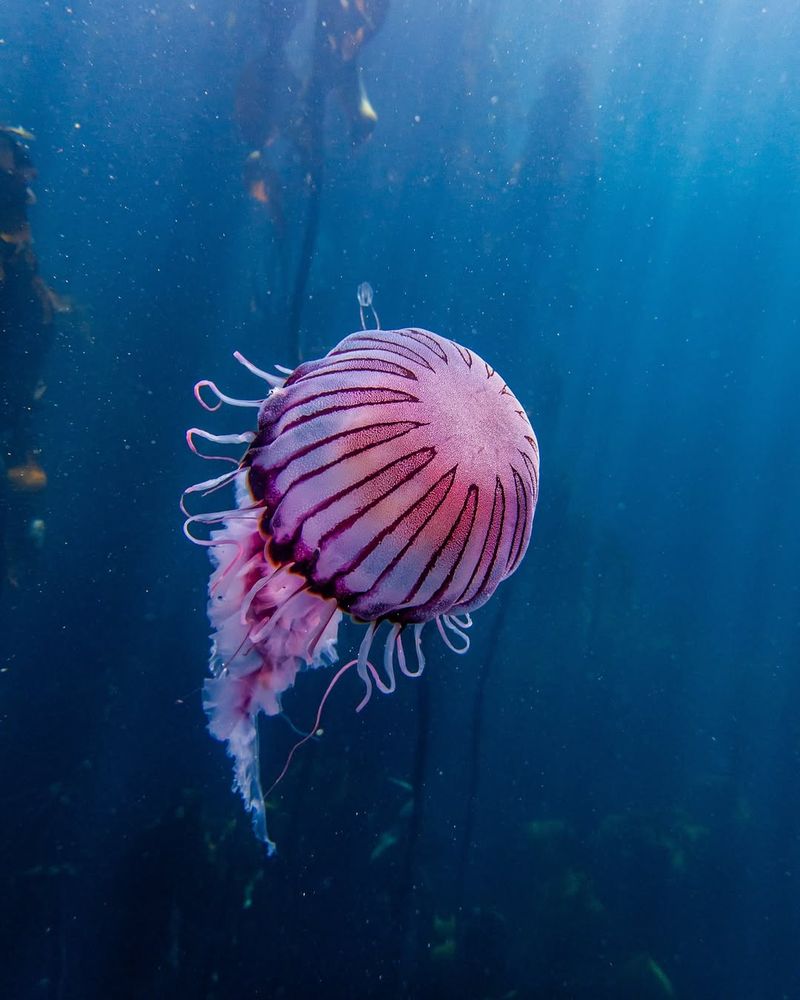 Compass Jellyfish