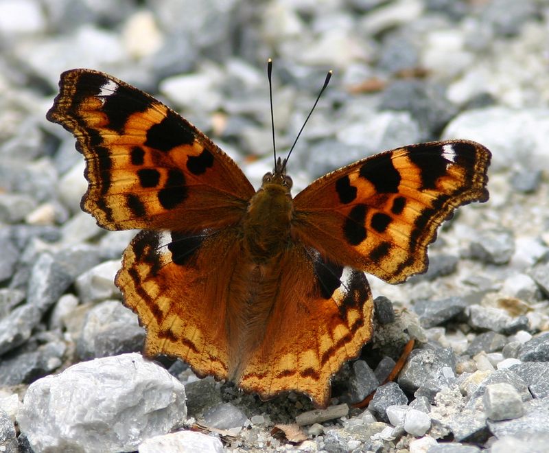 Compton Tortoiseshell - Michigan