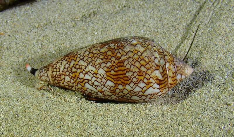 Cone Snail