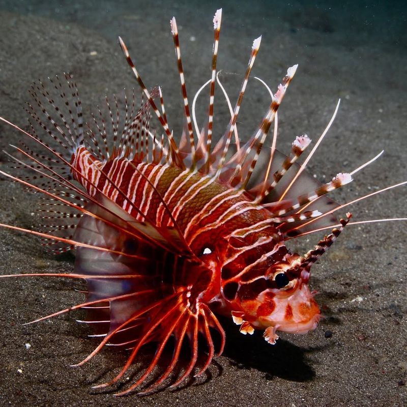 Lionfish