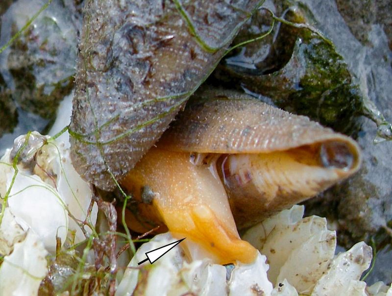 Cone Snail