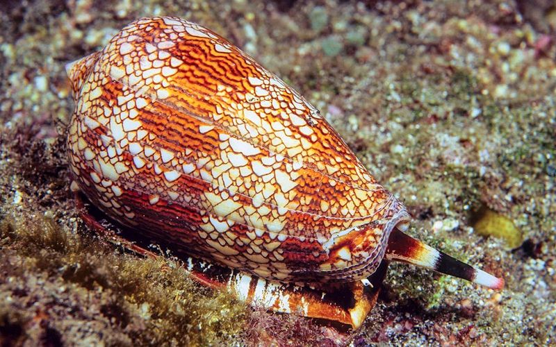 Cone Snails