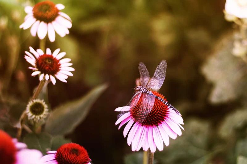 Coneflower