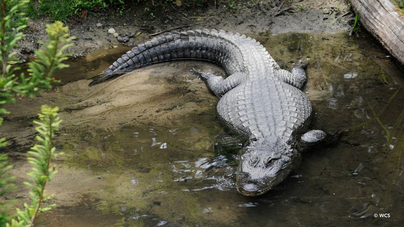 Connecticut's River Ruler