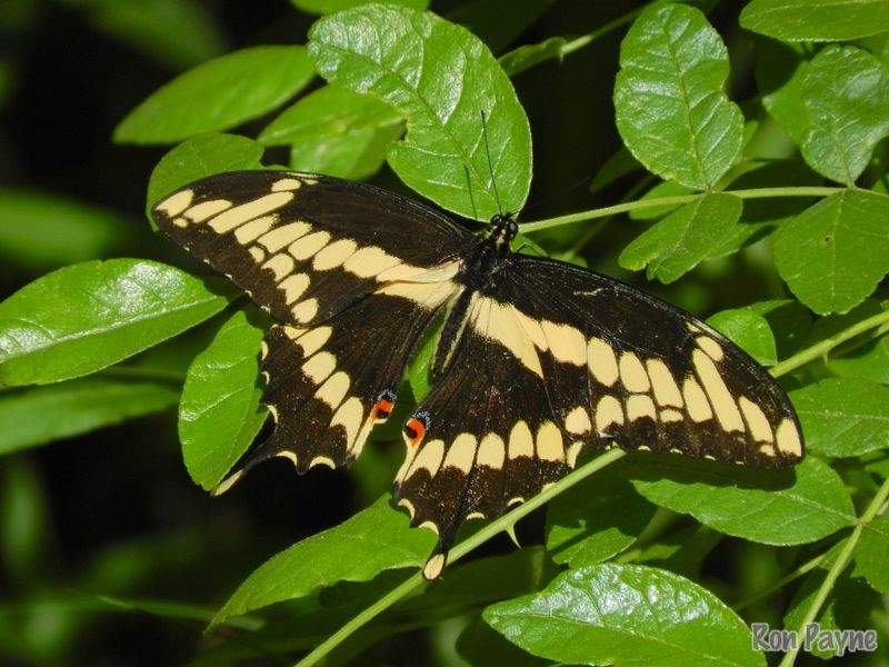 Connecticut's Giant Swallowtail Butterfly