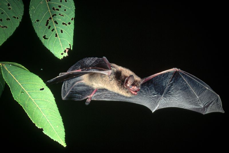 Connecticut's Forest Guardians