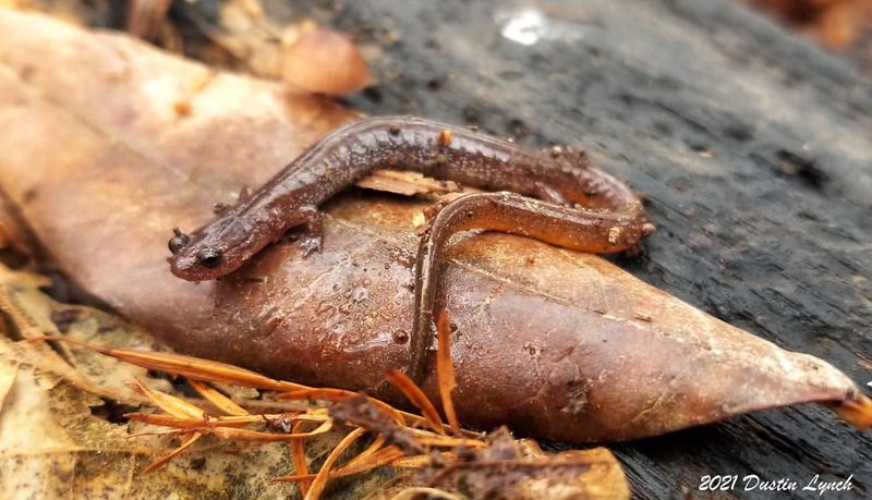 Connecticut's Hidden Treasure: Northern Red Salamander