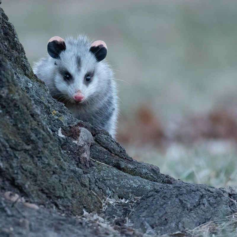 Connecticut's Pickled Possum