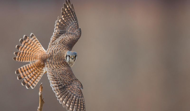 Connecticut - American Kestrel