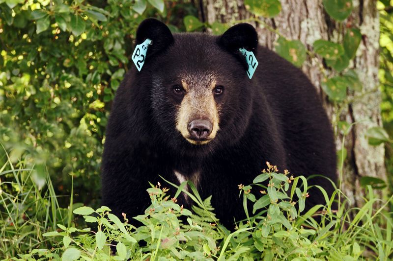 Connecticut Bear