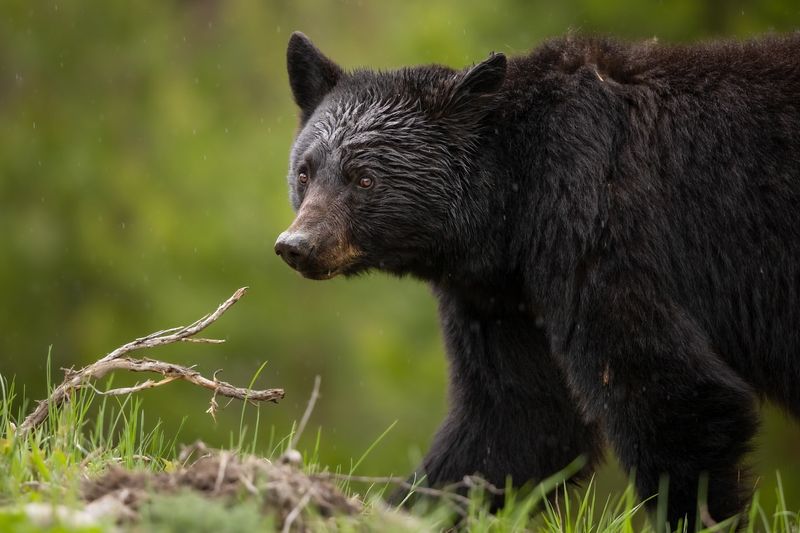 Connecticut - Black Bears