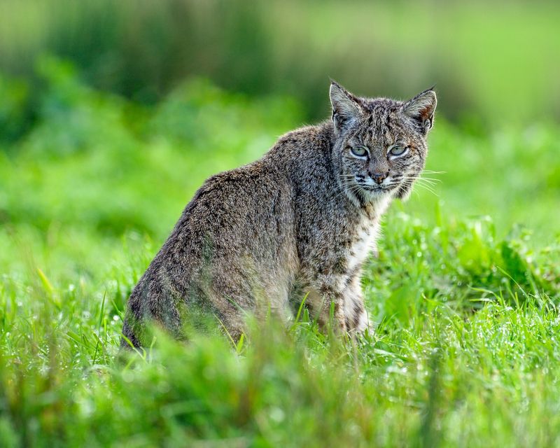 Connecticut - Bobcat