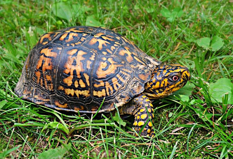 Connecticut: Eastern Box Turtle