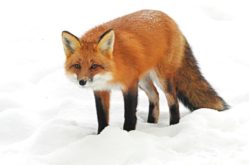 Connecticut - Red Fox