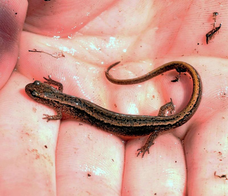 Connecticut Redback Salamander