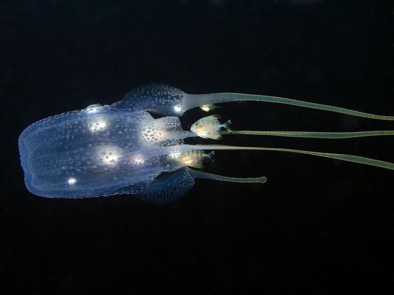 Connecticut - The Large Box Jellyfish