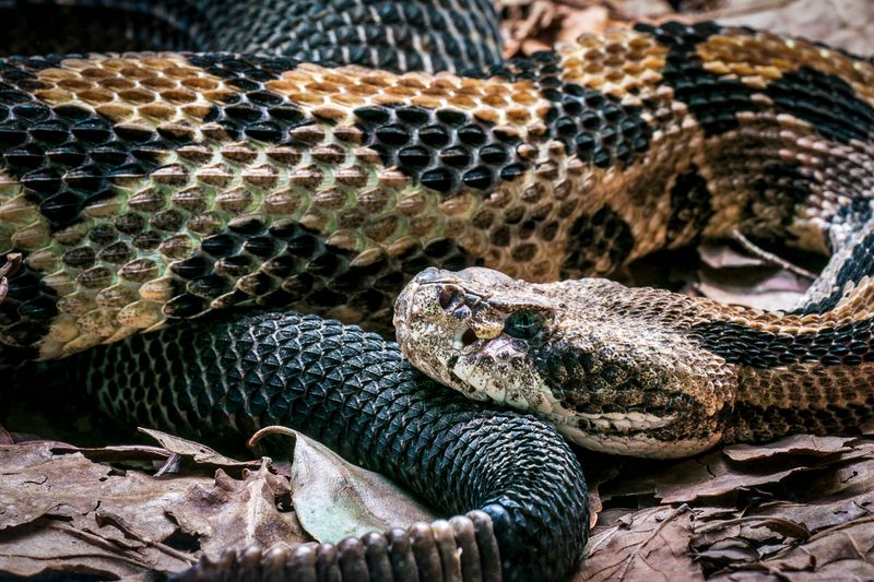 Connecticut - Timber Rattlesnake