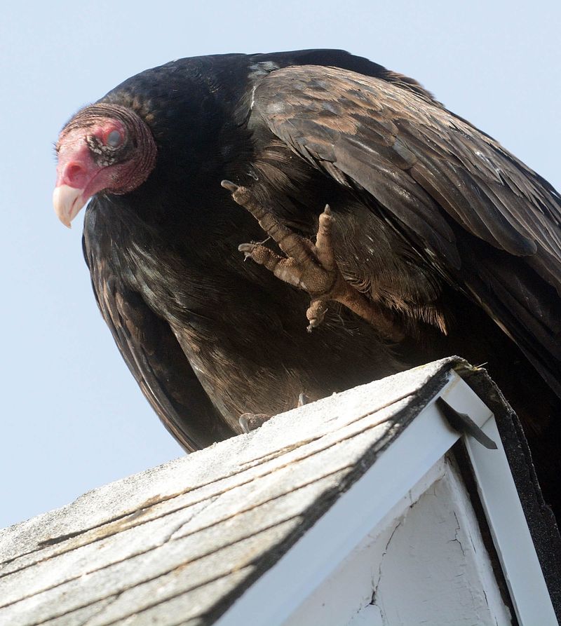 Connecticut - Turkey Vulture