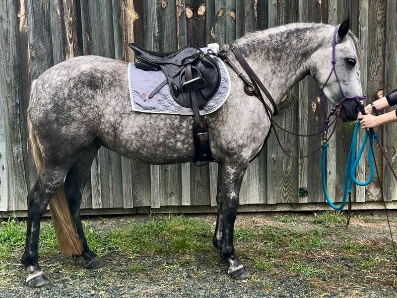 Connemara Pony