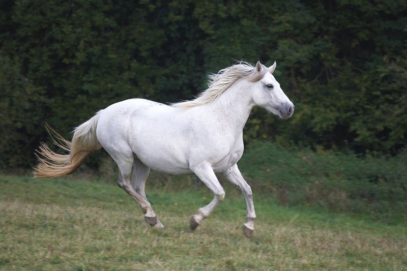 Connemara Pony