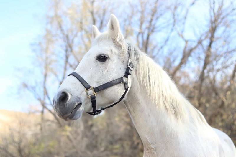 Connemara Pony