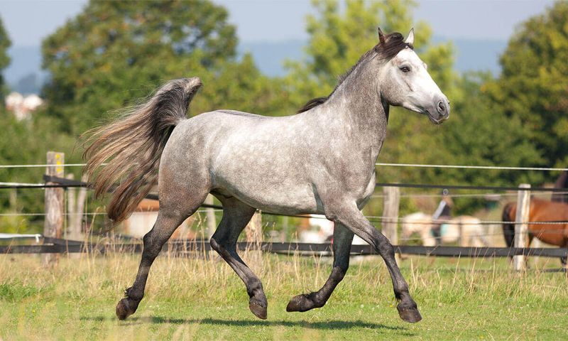 Connemara Pony