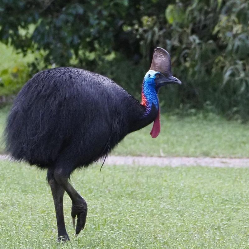 Conservation Challenges: Preserving Cassowaries Without Risking Lives