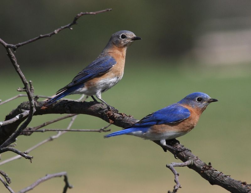 Conservation Efforts for Bluebirds