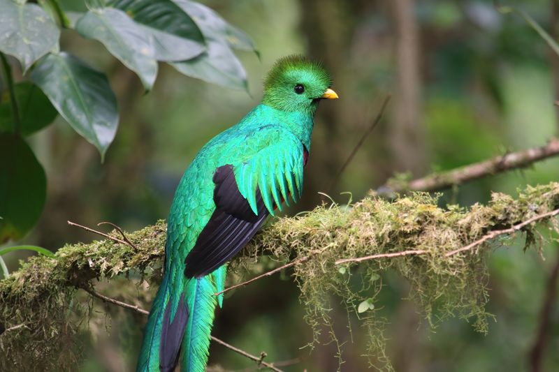 Conserving the Quetzal's Habitat