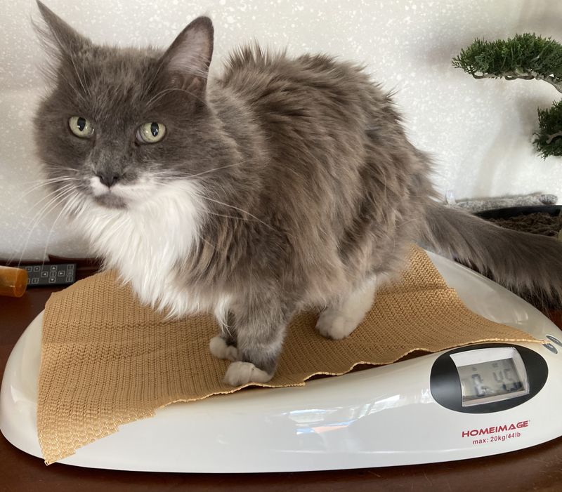 Assess Your Cat's Weight