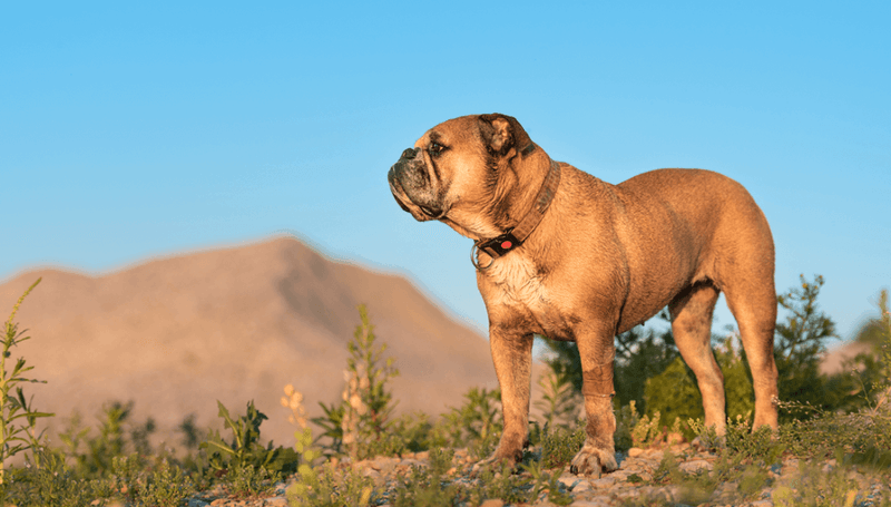 Continental Bulldog