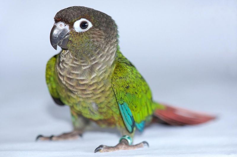 Conure