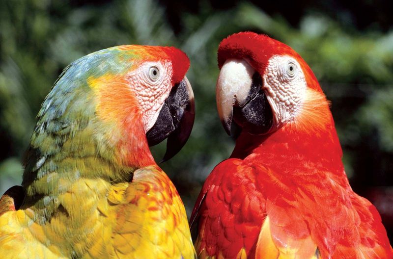 Macaws