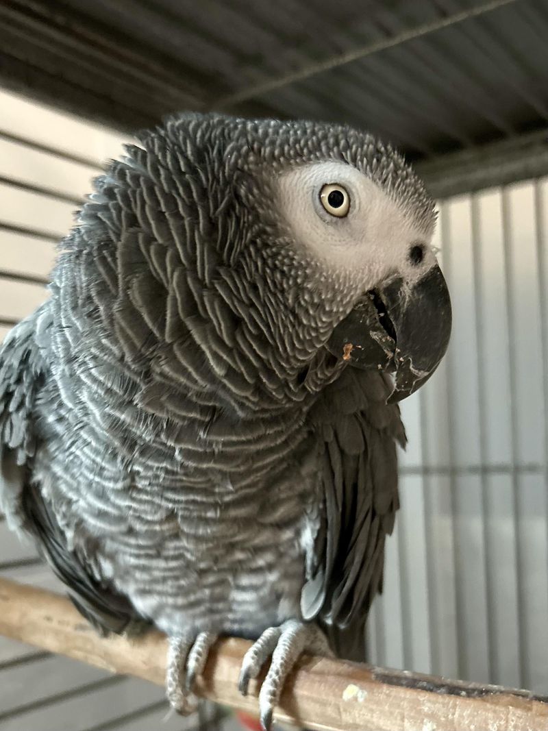 Ruffles (African Grey Parrot)