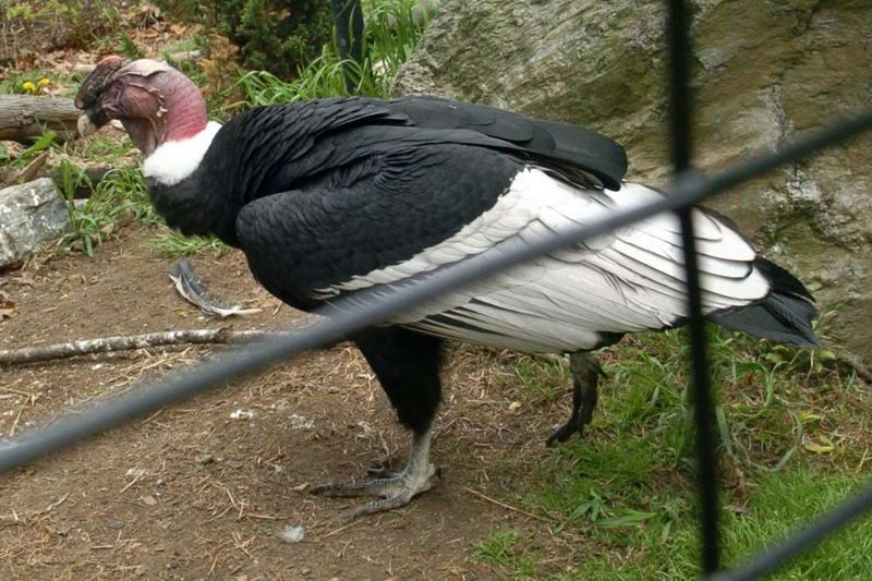 Thaao (Andean Condor)