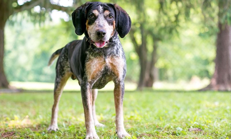 Coonhound