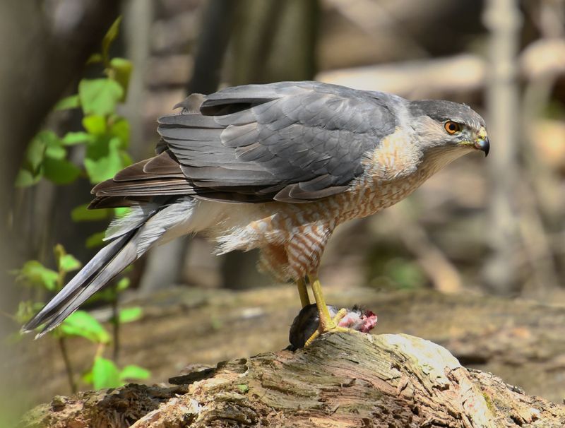 Cooper's Hawk in Wisconsin