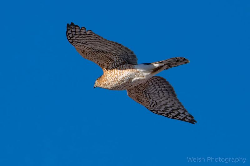 Cooper's Hawk