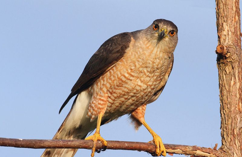 Cooper's Hawk